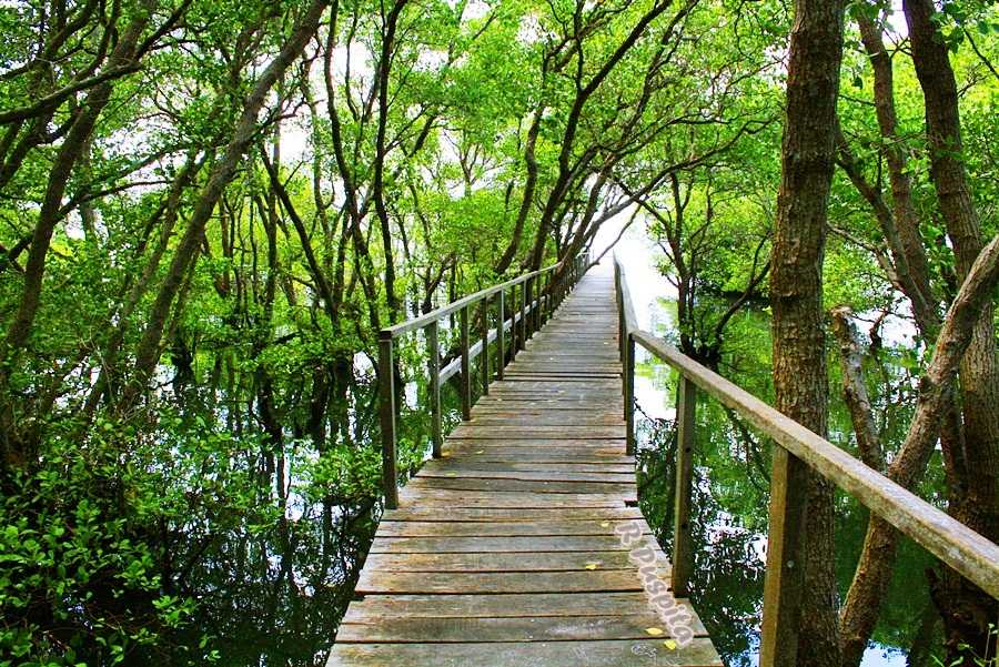 Mangrove Broadwalk